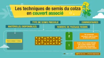 colza couvert associé technique de semis